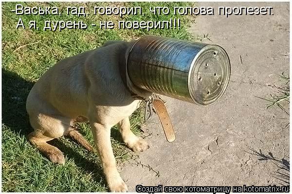 -Васька, гад, говорил, что голова пролезет. А я, дурень - не поверил!!!... Котоматрица: -Васька, гад, говорил, что голова пролезет. А я, дурень - не поверил!!!