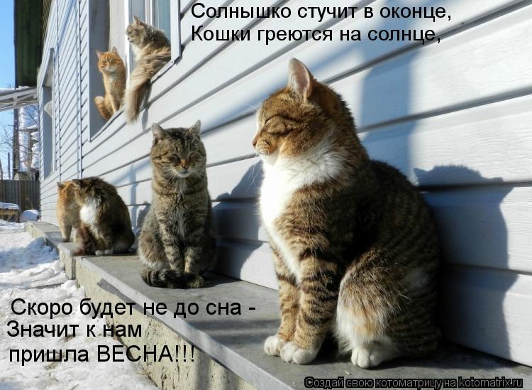 Солнышко стучит в оконце, Кошки греются на солнце, Скоро будет не до сна - Значит к нам пришла ВЕСН... Котоматрица: Солнышко стучит в оконце, Кошки греются на солнце, Скоро будет не до сна - Значит к нам пришла ВЕСНА!!!