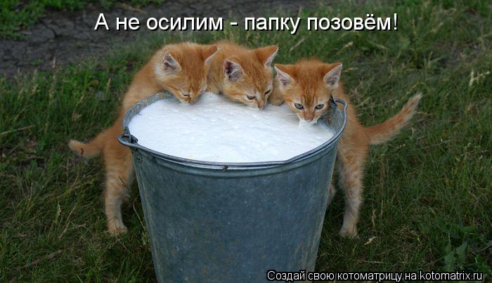 А не осилим - папку позовём!... Котоматрица: А не осилим - папку позовём!