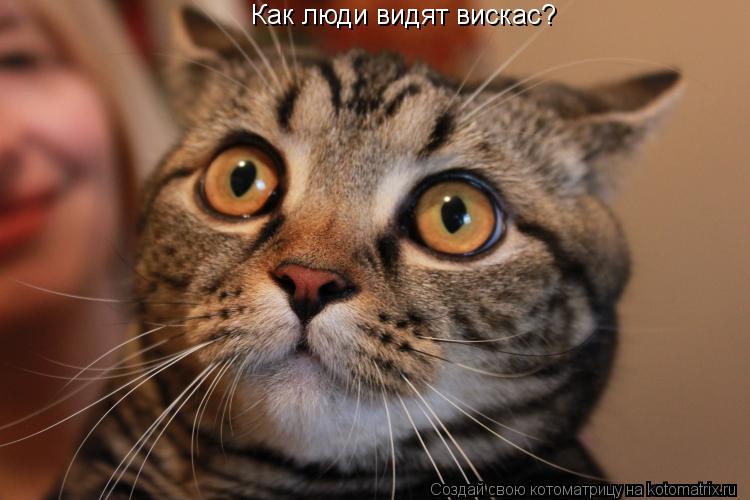 Как люди видят вискас?... Котоматрица: Как люди видят вискас?