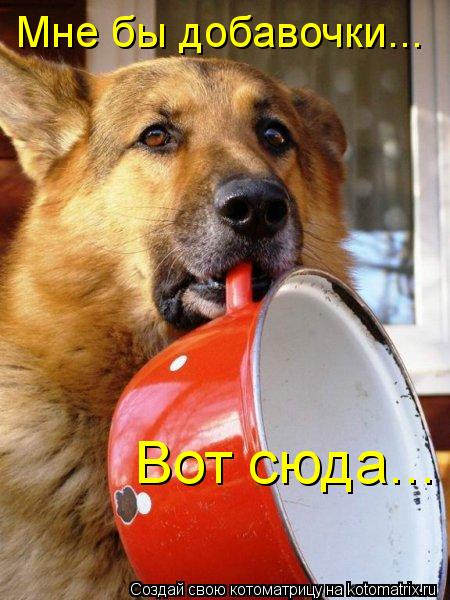 Котоматрица: Мне бы добавочки... Вот сюда...
