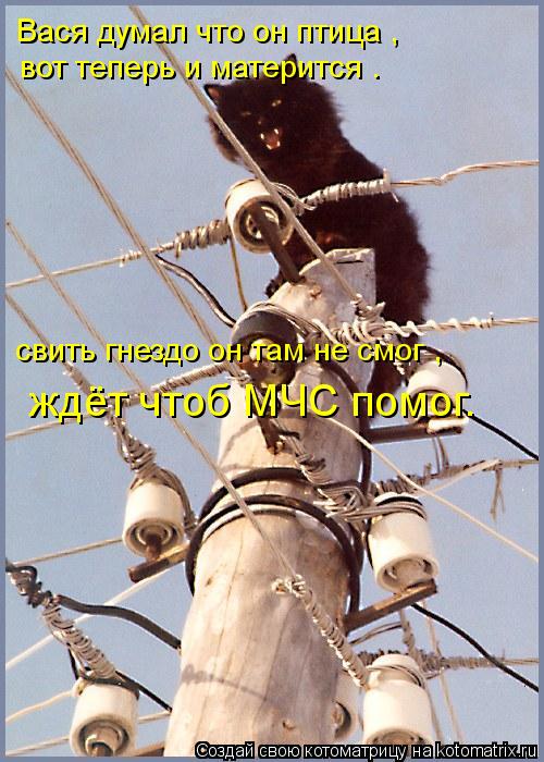 Вася думал что он птица , вот теперь и матерится . свить гнездo он там не смог , ждёт чтоб МЧС помог.... Котоматрица: Вася думал что он птица , вот теперь и матерится . свить гнездo он там не смог , ждёт чтоб МЧС помог.