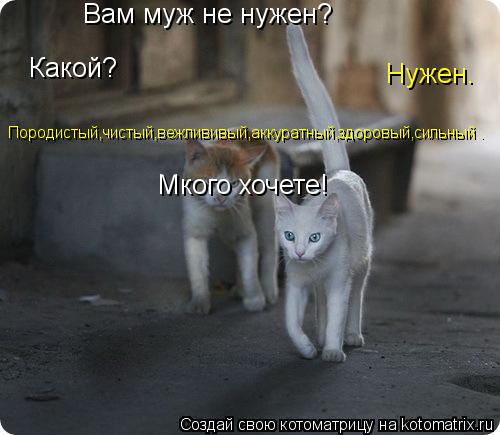 Вам муж не нужен? Нужен. Какой? Породистый,чистый,вежлививый,аккуратный,здоровый,сильный . Мкого хоче... Котоматрица: Вам муж не нужен? Нужен. Какой? Породистый,чистый,вежлививый,аккуратный,здоровый,сильный . Мкого хочете!