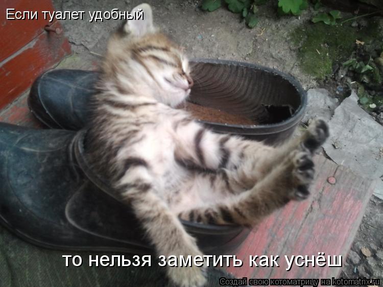 Если туалет удобный то нельзя заметить как уснёш... Котоматрица: Если туалет удобный то нельзя заметить как уснёш