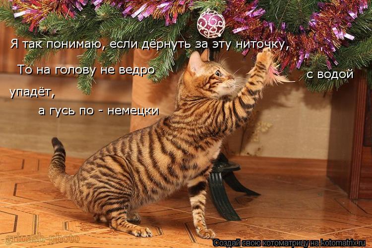 Я так понимаю, если дёрнуть за эту ниточку, То на голову не ведро с водой упадёт, а гусь по - немец... Котоматрица: Я так понимаю, если дёрнуть за эту ниточку, То на голову не ведро с водой упадёт, а гусь по - немецки