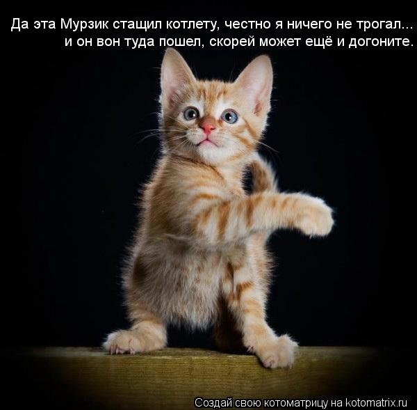 Да эта Мурзик стащил котлету, честно я ничего не трогал... и он вон туда пошел, скорей может ещё и до... Котоматрица: Да эта Мурзик стащил котлету, честно я ничего не трогал... и он вон туда пошел, скорей может ещё и догоните.