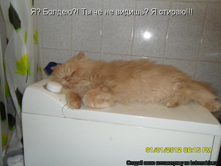 Я? Болдею?! Ты чё не видишь? Я стираю!!!... Котоматрица: Я? Болдею?! Ты чё не видишь? Я стираю!!!