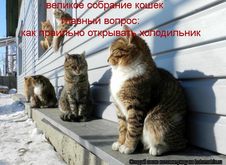 главный вопрос: великое собрание кошек как праильно открывать холодильник... Котоматрица: главный вопрос: великое собрание кошек как праильно открывать холодильник