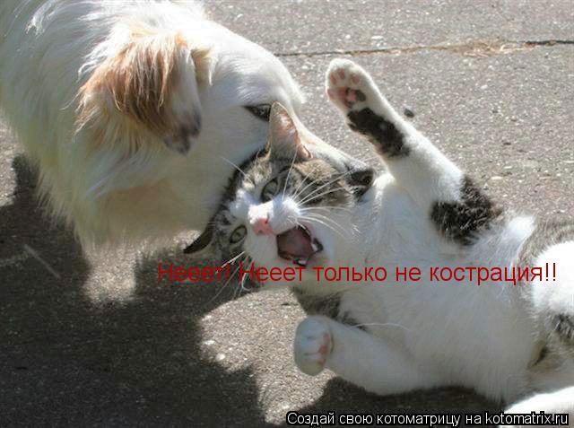 Нееет! Нееет только не кострация!!... Котоматрица: Нееет! Нееет только не кострация!!