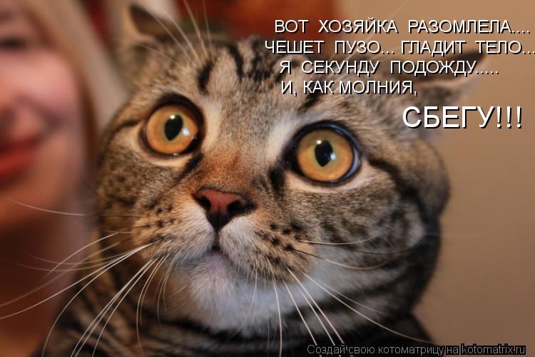 ВОТ ХОЗЯЙКА РАЗОМЛЕЛА.... ЧЕШЕТ ПУЗО... ГЛАДИТ ТЕЛО... Я СЕКУНДУ ПОДОЖДУ..... И, КАК МОЛНИЯ, С... Котоматрица: ВОТ ХОЗЯЙКА РАЗОМЛЕЛА.... ЧЕШЕТ ПУЗО... ГЛАДИТ ТЕЛО... Я СЕКУНДУ ПОДОЖДУ..... И, КАК МОЛНИЯ, СБЕГУ!!!