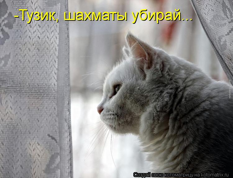-Тузик, шахматы убирай...... Котоматрица: -Тузик, шахматы убирай...