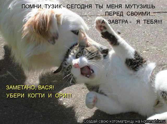 Котоматрица: ПЕРЕД  СВОИМИ...  А  ЗАВТРА -   Я  ТЕБЯ!!! ЗАМЕТАНО, ВАСЯ! УБЕРИ  КОГТИ  И  ОРИ!!! ПОМНИ, ТУЗИК - СЕГОДНЯ  ТЫ  МЕНЯ  МУТУЗИШЬ