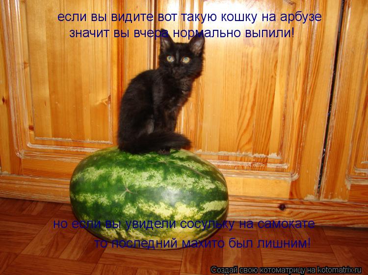 если вы видите вот такую кошку на арбузе значит вы вчера нормально выпили! но если вы увидели сосульк... Котоматрица: если вы видите вот такую кошку на арбузе значит вы вчера нормально выпили! но если вы увидели сосульку на самокате то последний махито был
