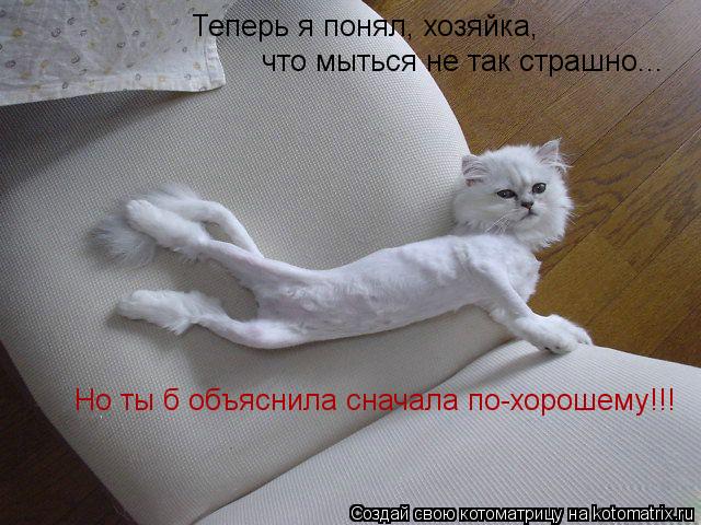 Теперь я понял, хозяйка, что мыться не так страшно... Но ты б объяснила сначала по-хорошему!!!... Котоматрица: Теперь я понял, хозяйка, что мыться не так страшно... Но ты б объяснила сначала по-хорошему!!!