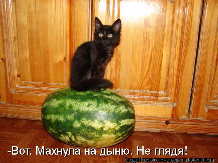 -Вот. Махнула на дыню. Не глядя!... Котоматрица: -Вот. Махнула на дыню. Не глядя!