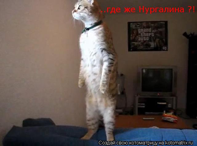 ..где же Нургалина ?!... Котоматрица: ..где же Нургалина ?!