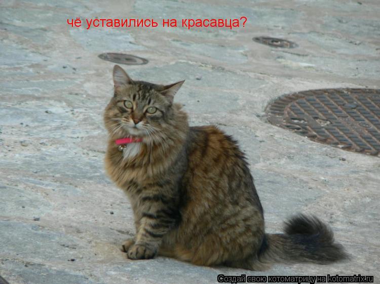 чё уставились на красавца?... Котоматрица: чё уставились на красавца?