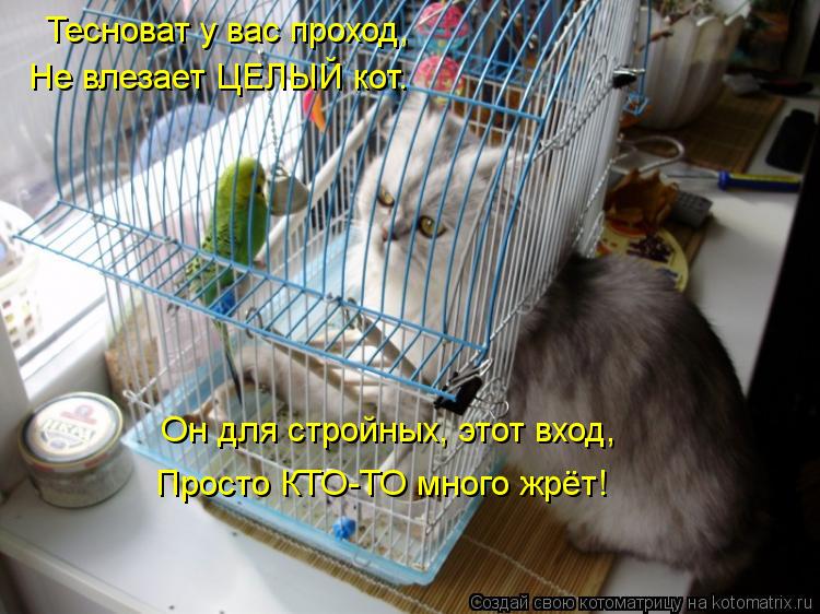 Тесноват у вас проход, Не влезает ЦЕЛЫЙ кот. Просто КТО-ТО много жрёт! Он для стройных, этот вход,... Котоматрица: Тесноват у вас проход, Не влезает ЦЕЛЫЙ кот. Просто КТО-ТО много жрёт! Он для стройных, этот вход,