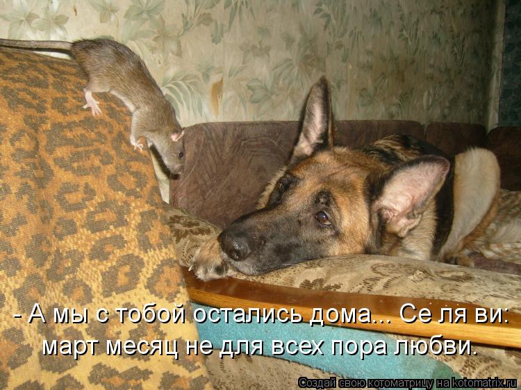 - А мы с тобой остались дома... Се ля ви: март месяц не для всех пора любви.... Котоматрица: - А мы с тобой остались дома... Се ля ви: март месяц не для всех пора любви.