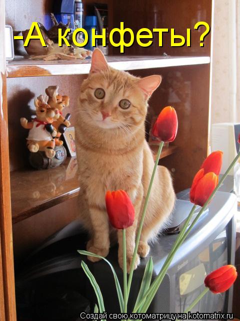 -А конфеты?... Котоматрица: -А конфеты?