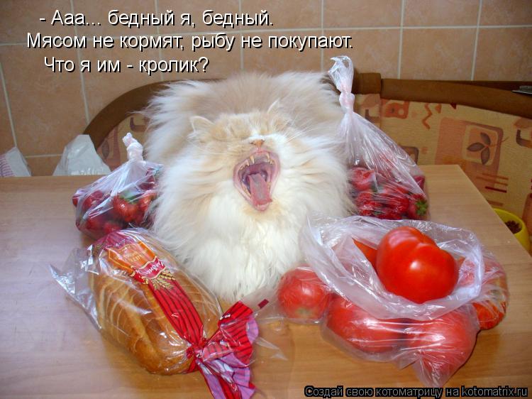 - Ааа... бедный я, бедный. Мясом не кормят, рыбу не покупают. Что я им - кролик?... Котоматрица: - Ааа... бедный я, бедный. Мясом не кормят, рыбу не покупают. Что я им - кролик?