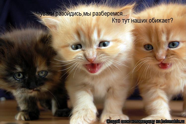 Котоматрица: Чуваки разойдись,мы разберемся... Кто тут наших обижает?