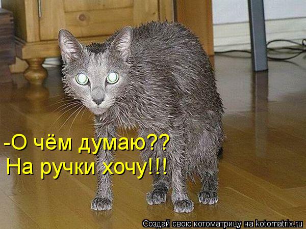 -О чём думаю?? На ручки хочу!!!... Котоматрица: -О чём думаю?? На ручки хочу!!!