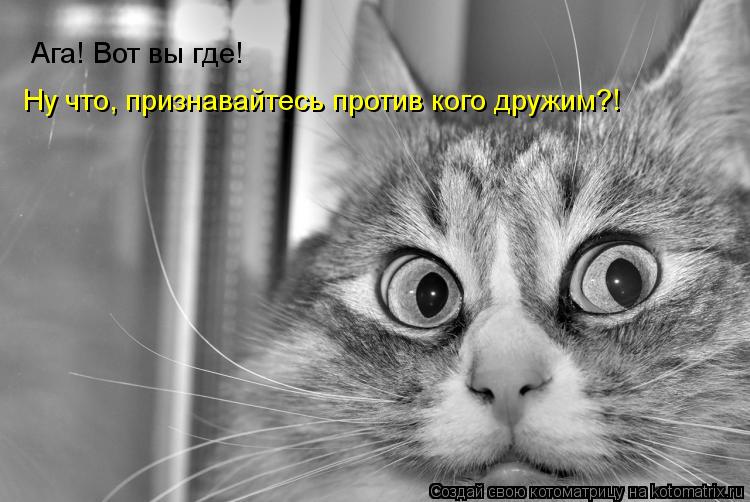 Котоматрица: Ага! Вот вы где! Ну что, признавайтесь против кого дружим?!