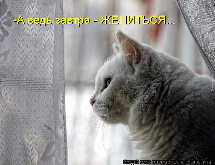 Котоматрица: -А ведь завтра - ЖЕНИТЬСЯ...