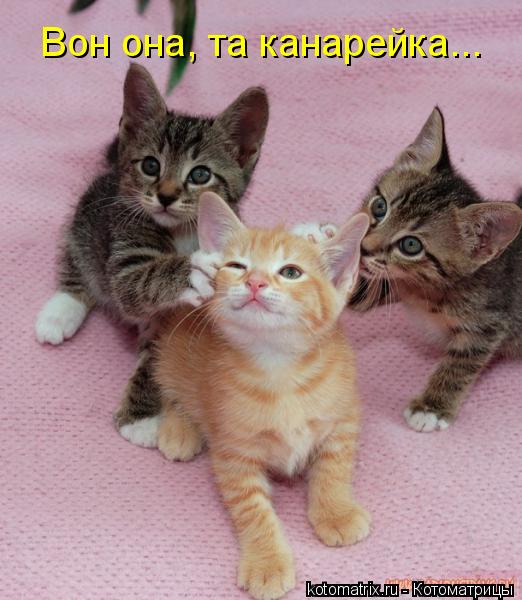 Вон она, та канарейка...... Котоматрица: Вон она, та канарейка...