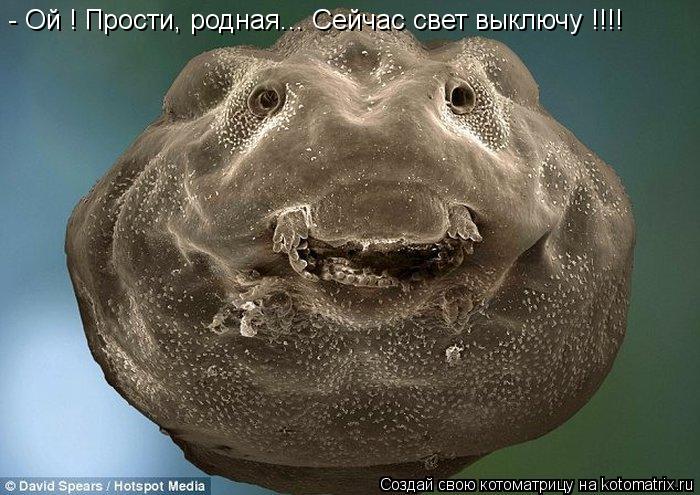 - Ой ! Прости, родная... Сейчас свет выключу !!!!... Котоматрица: - Ой ! Прости, родная... Сейчас свет выключу !!!!