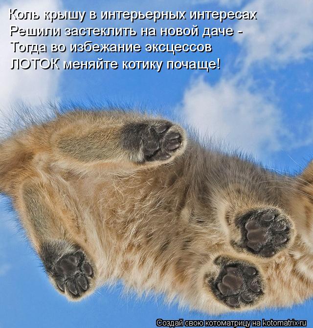 Котоматрица: Коль крышу в интерьерных интересах Решили застеклить на новой даче - Тогда во избежание эксцессов ЛОТОК меняйте котику почаще!