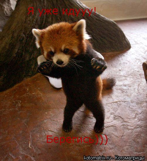Я уже идууу! Берегись)))... Котоматрица: Я уже идууу! Берегись)))