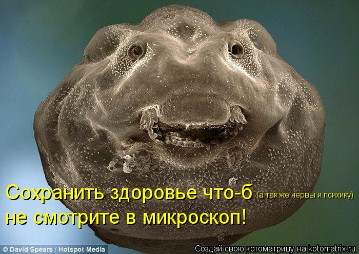 Сохранить здоровье что-б не смотрите в микроскоп! (а так же нервы и психику)... Котоматрица: Сохранить здоровье что-б не смотрите в микроскоп! (а так же нервы и психику)