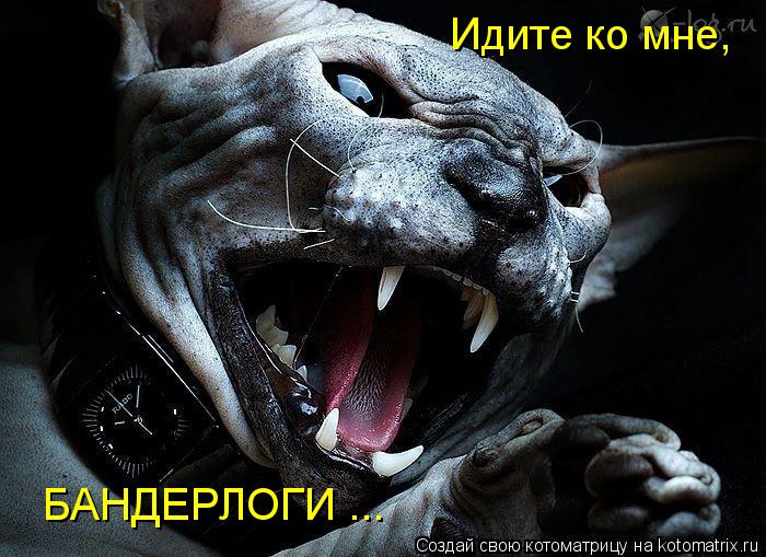Котоматрица: Идите ко мне, БАНДЕРЛОГИ ...