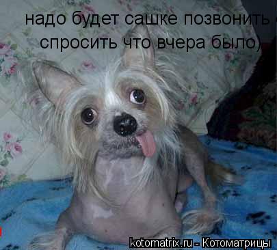 Котоматрица: надо будет сашке позвонить спросить что вчера было)  спросить что вчера было)