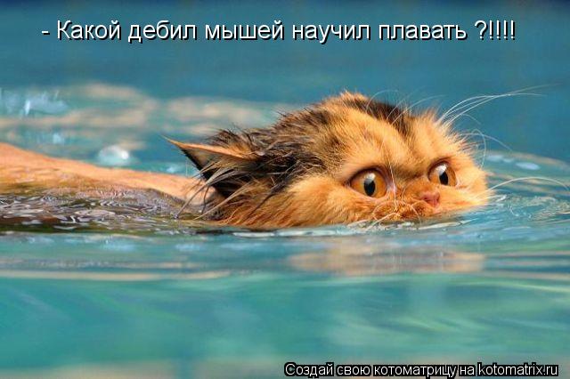 Котоматрица: - Какой дебил мышей научил плавать ?!!!!
