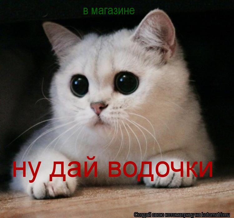 Котоматрица: в магазине ну дай водочки