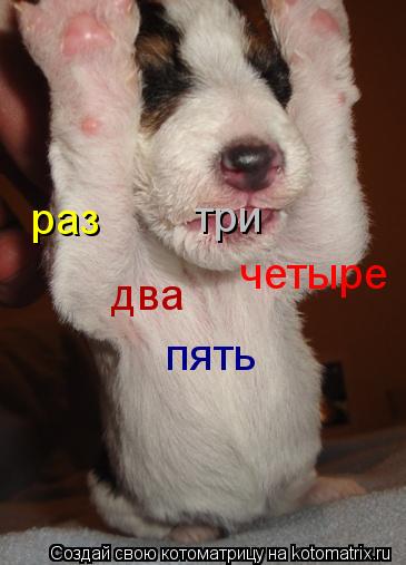 Котоматрица: раз два три четыре пять