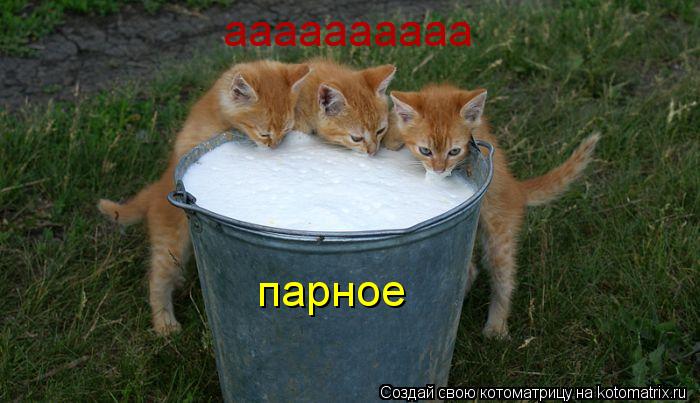 аааааааааа парное... Котоматрица: аааааааааа парное