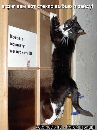 а фиг вам вот стекло выбью и зайду!... Котоматрица: а фиг вам вот стекло выбью и зайду!