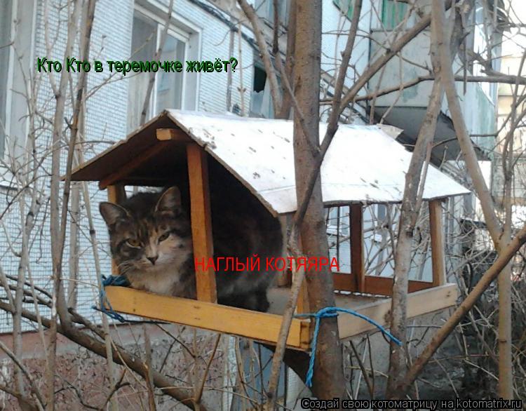 Кто Кто в теремочке живёт? НАГЛЫЙ КОТЯЯРА... Котоматрица: Кто Кто в теремочке живёт? НАГЛЫЙ КОТЯЯРА
