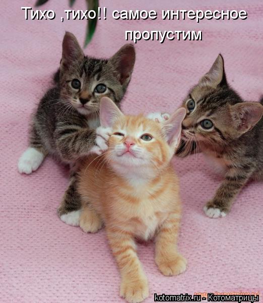 Котоматрица: Тихо ,тихо!! самое интересное  пропустим