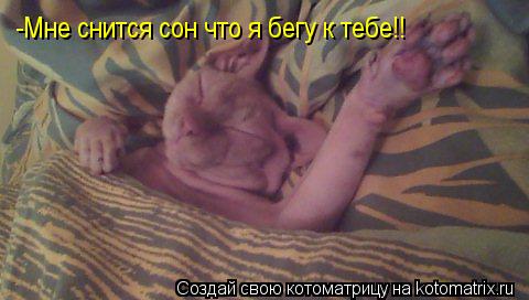 Котоматрица: -Мне снится сон что я бегу к тебе!!