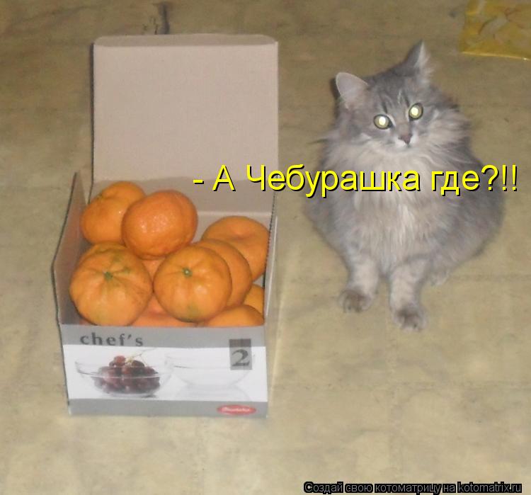 Котоматрица: - А Чебурашка где?!!