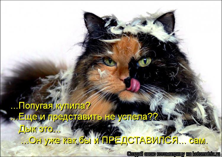 Котоматрица: ...Попугая купила?  ...Еще и представить не успела?? Дык это...  ...Он уже как бы и ПРЕДСТАВИЛСЯ... сам.