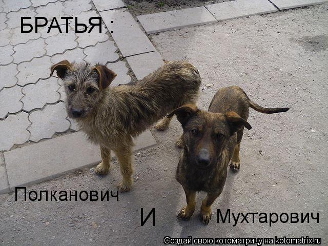Котоматрица: БРАТЬЯ : Полканович Мухтарович И