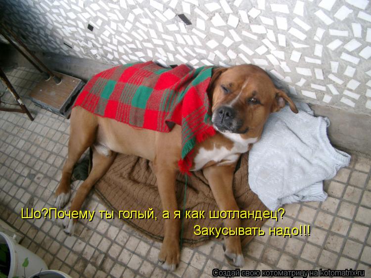 Котоматрица: Закусывать надо!!! Шо?Почему ты голый, а я как шотландец?