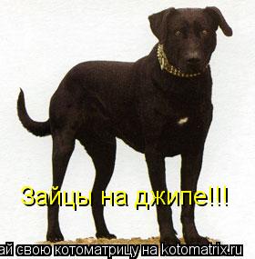 Котоматрица: Зайцы на джипе!!!