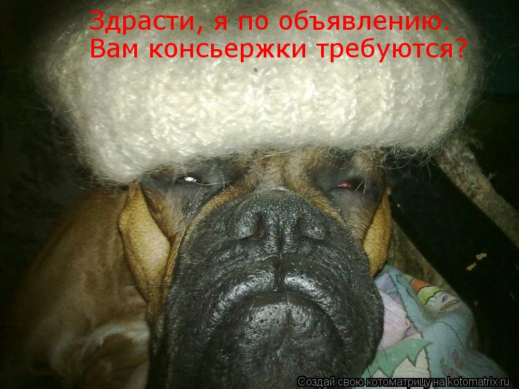 Котоматрица: Здрасти, я по объявлению. Вам консьержки требуются?